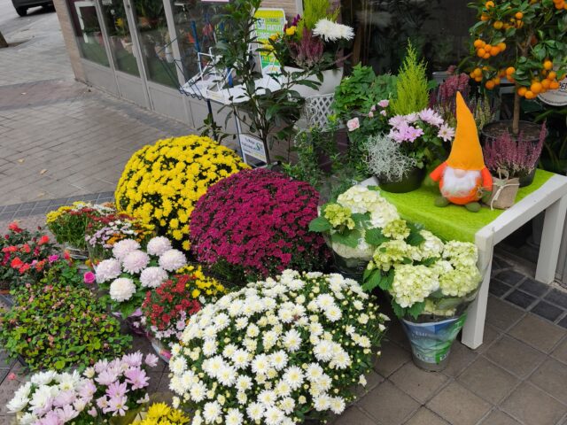 Floristería Edén: Tu Floristería de Confianza en Móstoles